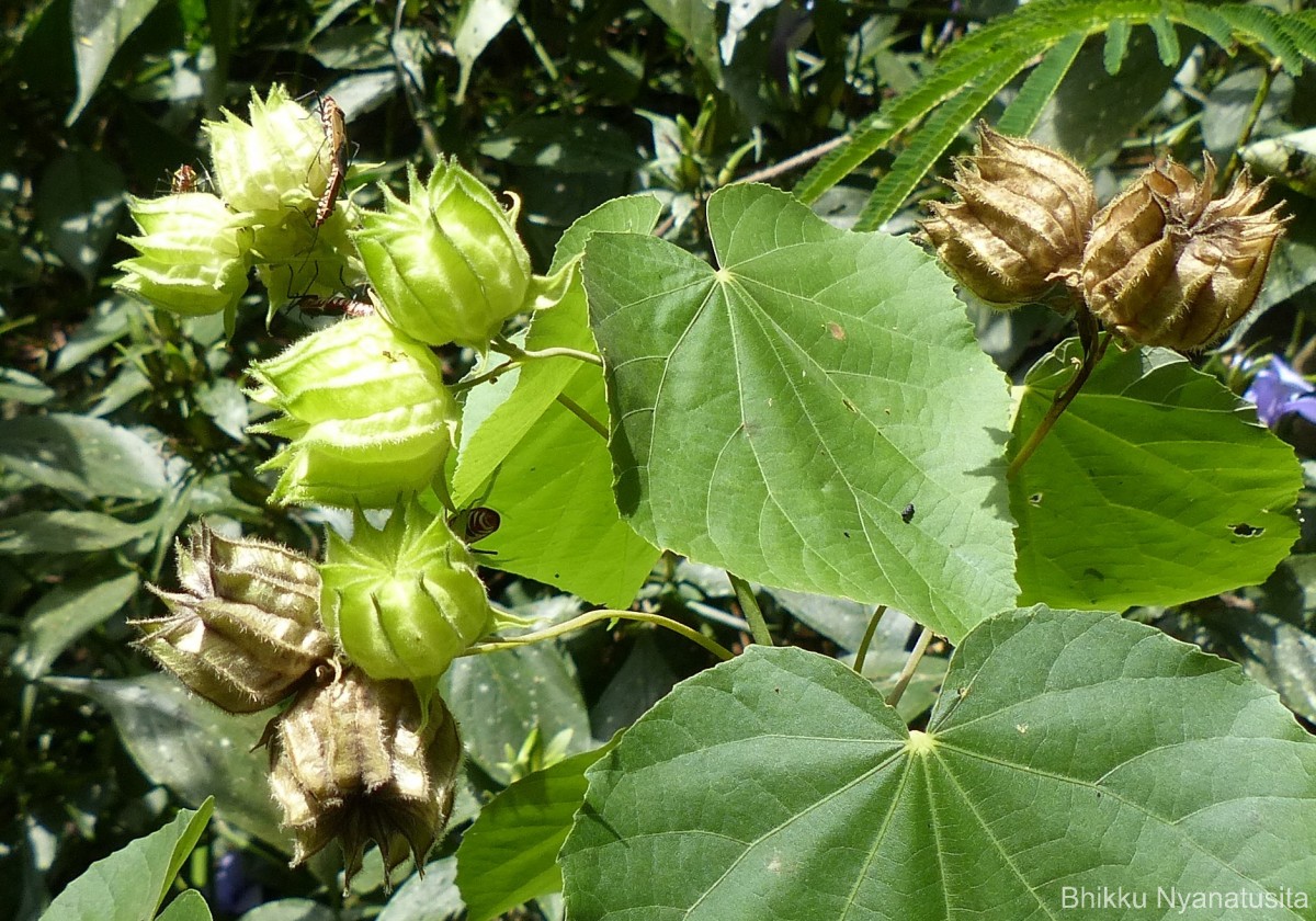 Abutilon subumbellatum Philcox